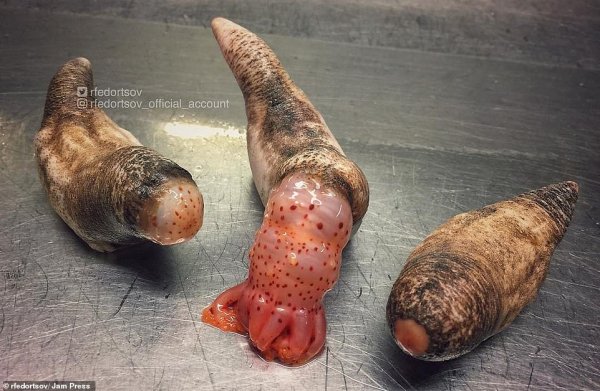  عکس ماهی واقعی زیبا