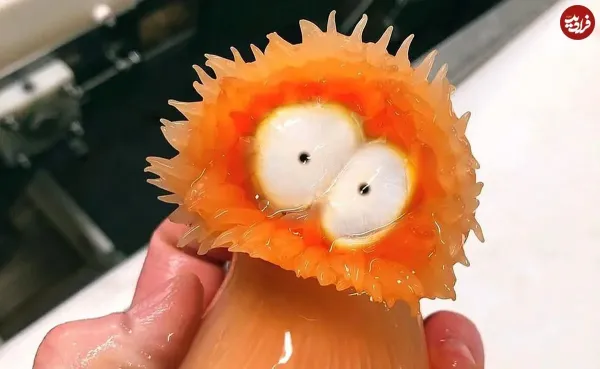  عکس ماهی واقعی زیبا