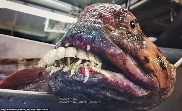  عکس ماهی واقعی زیبا