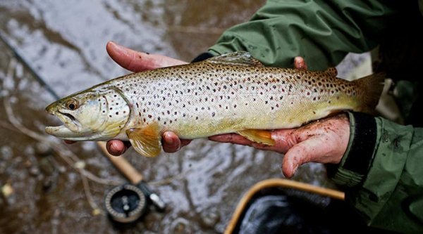  عکس ماهی خوردنی