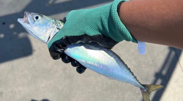  عکس ماهی خوردنی