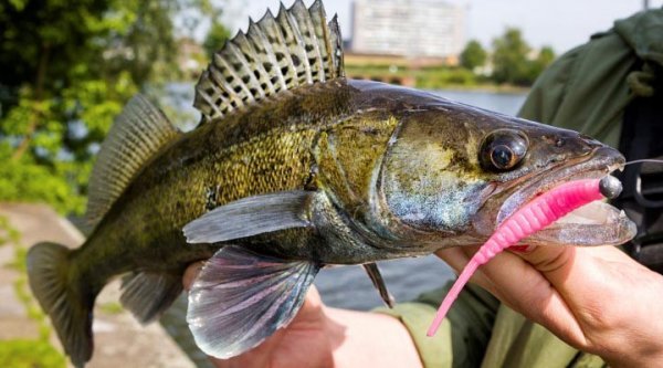  عکس ماهی خوردنی