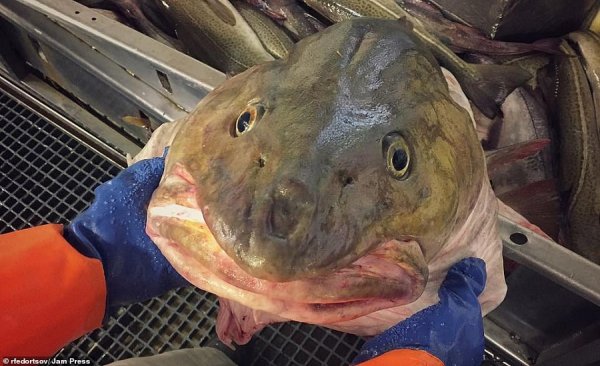  عکس ماهی عجیب و غریب