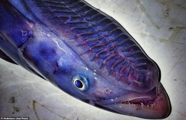  عکس ماهی عجیب و غریب