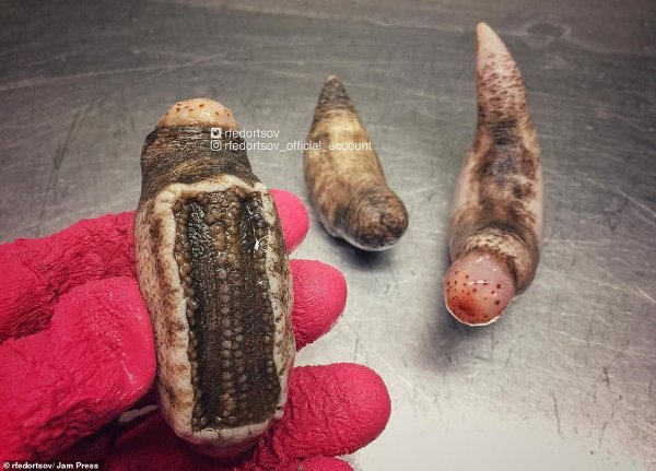  عکس ماهی عجیب و غریب