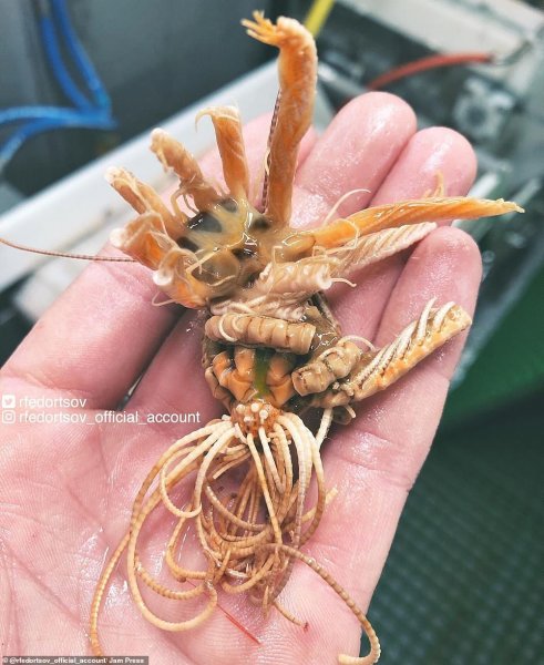  عکس ماهی عجیب و غریب