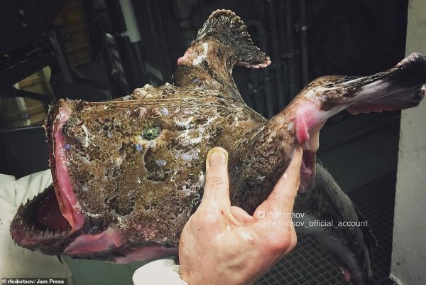  عکس ماهی عجیب و غریب