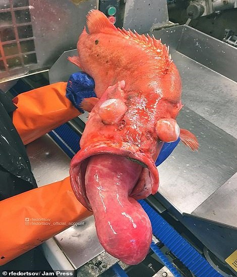  عکس ماهی عجیب و غریب