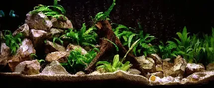  عکس پس زمینه آکواریوم با کیفیت بالا