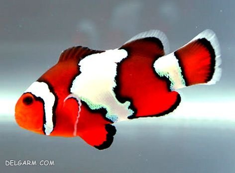 عکس دلقک ماهی