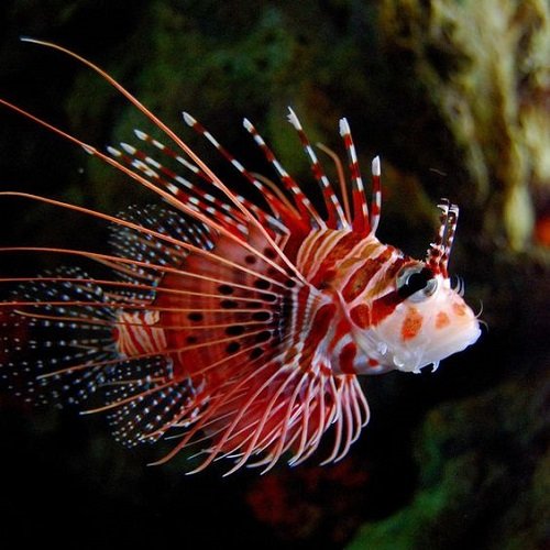  عکس دلقک ماهی