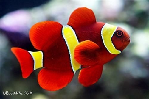  عکس دلقک ماهی