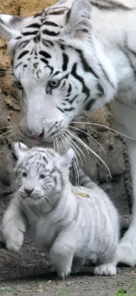 عکس ببر ترسناک با کیفیت بالا