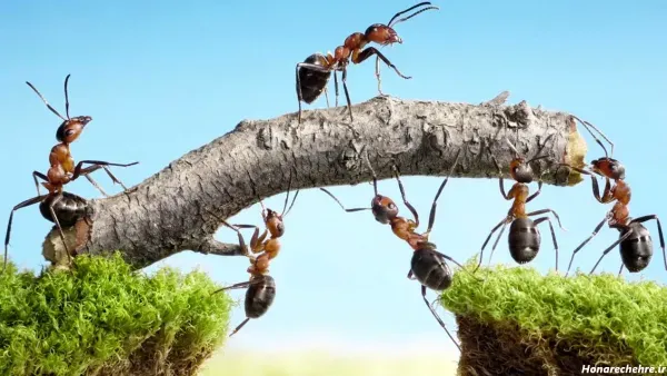  عکس مورچه کارتونی