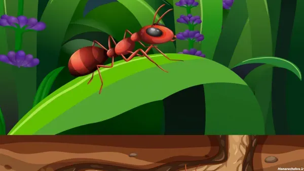  عکس مورچه کارتونی