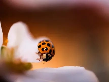  عکس زمینه کفشدوزک با کیفیت بالا