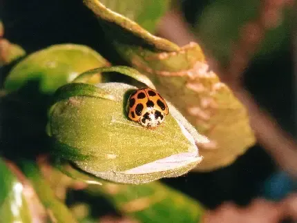  عکس زمینه کفشدوزک با کیفیت بالا