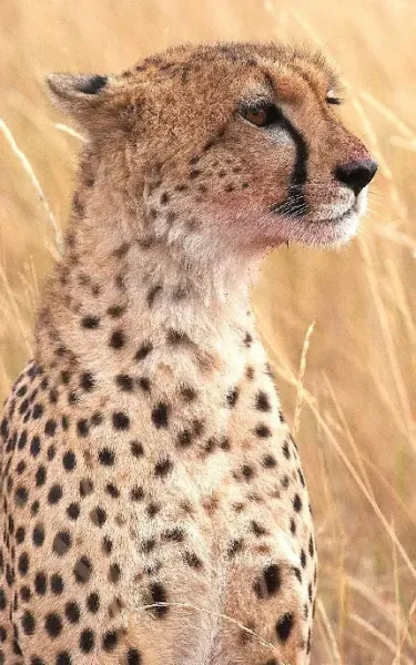  عکس تصویر زمینه یوزپلنگ برای دسکتاپ