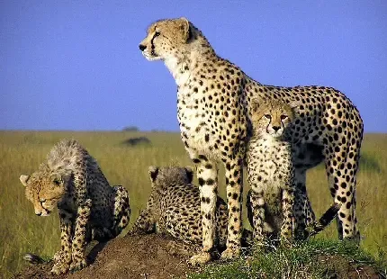  عکس یوزپلنگ واقعی