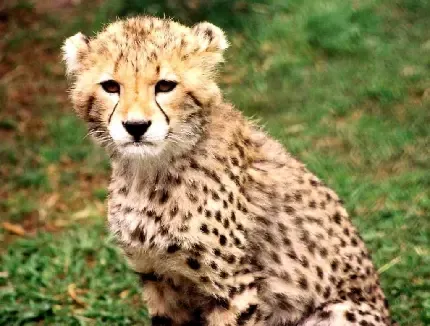  عکس یوزپلنگ واقعی