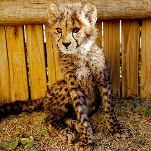 عکس یوزپلنگ خارجی