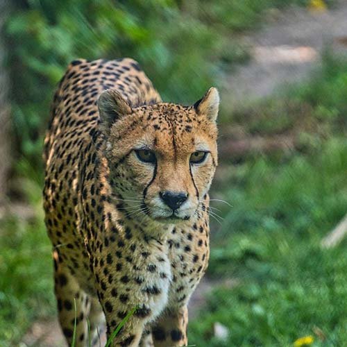  عکس یوزپلنگ خارجی