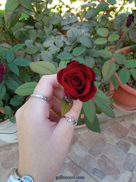 عکس گل برای پروفایل اینستاگرام