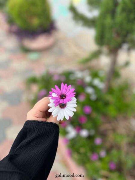  عکس گل برای پروفایل اینستاگرام