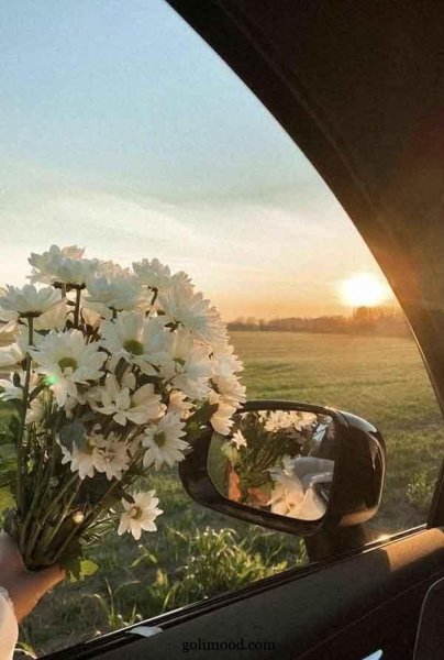  عکس گل برای پروفایل اینستاگرام