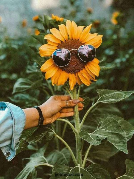  عکس گل برای پروفایل اینستاگرام