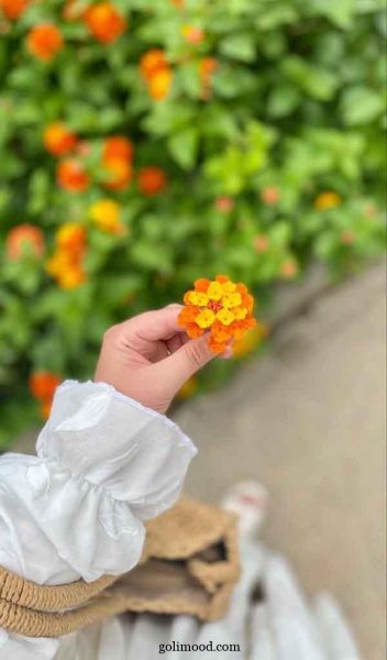  عکس گل برای پروفایل اینستاگرام