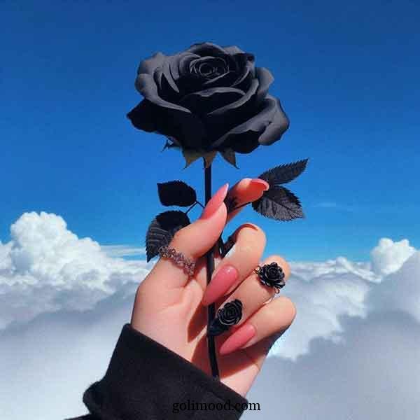  عکس گل برای پروفایل اینستاگرام