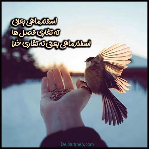  عکس پروفایل اسفند ماهی جدید