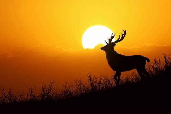  عکس مفهومی هنری بدون چهره