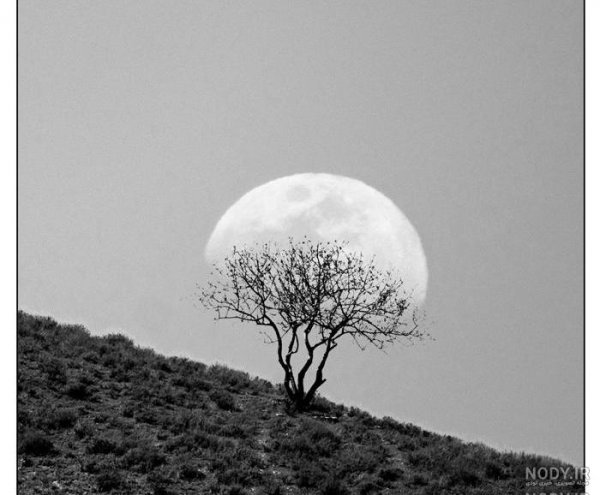  عکس طبیعت مه آلود سیاه سفید