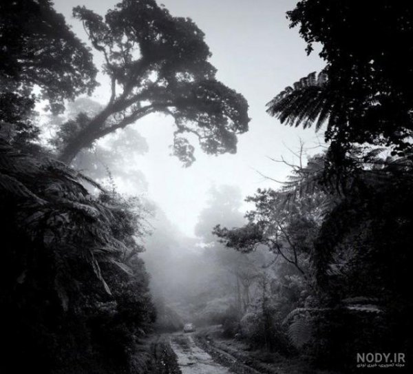  عکس طبیعت مه آلود سیاه سفید