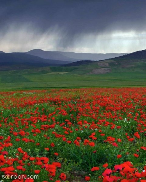  عکس منظره هنری