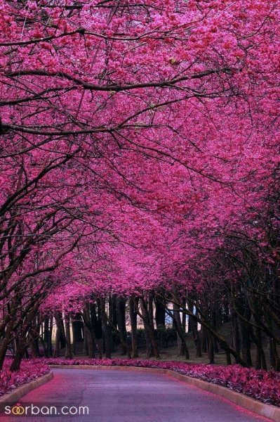  عکس منظره هنری