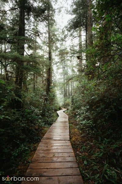  عکس منظره هنری