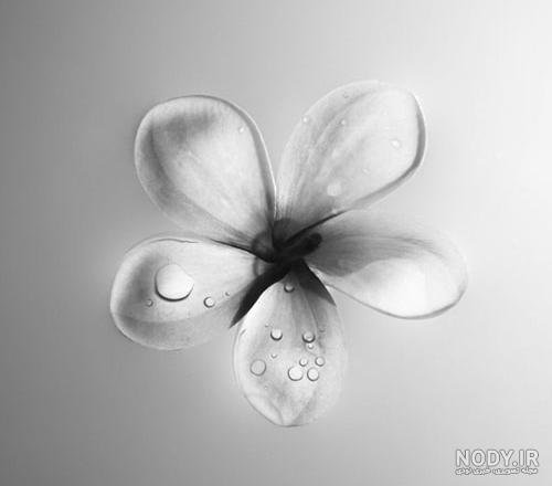  عکس طبیعت سیاه سفید