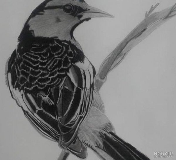  عکس طبیعت سیاه سفید