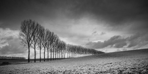  عکس طبیعت سیاه سفید