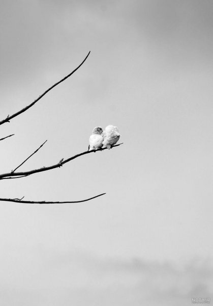  عکس طبیعت سیاه سفید