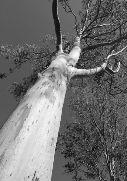  عکس طبیعت سیاه سفید