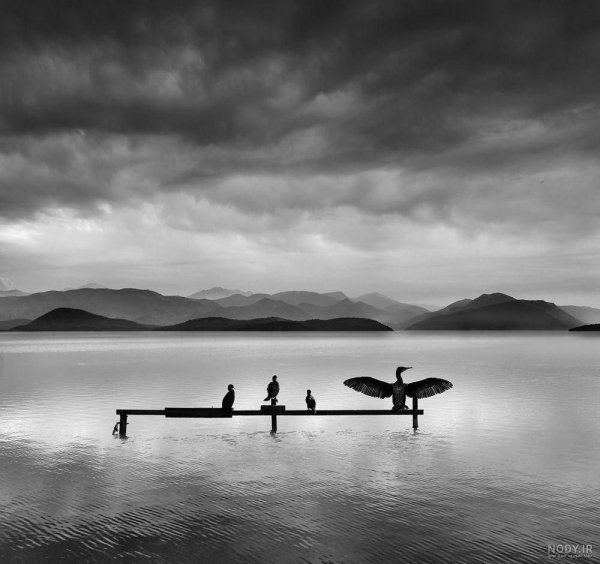  عکس طبیعت سیاه سفید