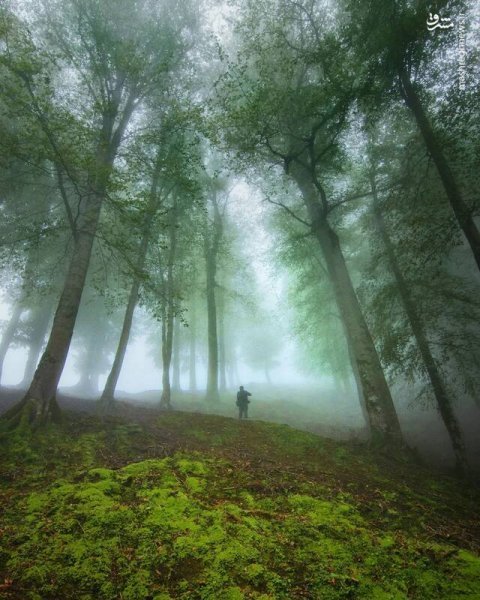  عکس طبیعت مه آلود