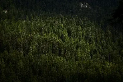  عکس طبیعت مه آلود