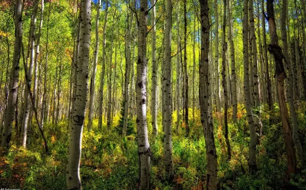  دانلود عکس تابلو با کیفیت بالا