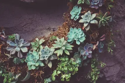  دانلود رایگان عکس برای تابلو دکوراتیو