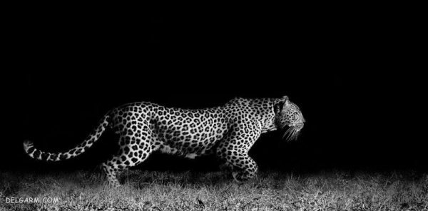  عکس پسرانه سیاه سفید هنری